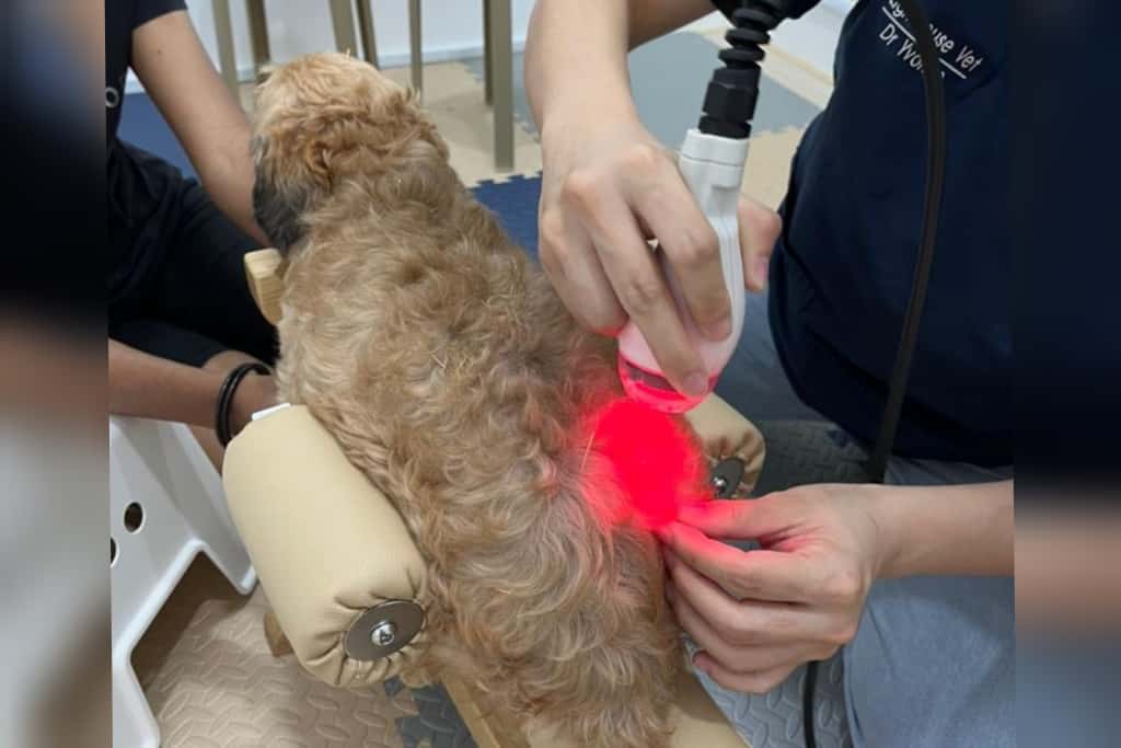 Laser Therapy