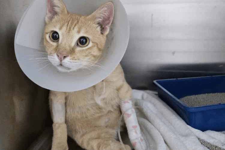 Neutering/Castration/Spaying