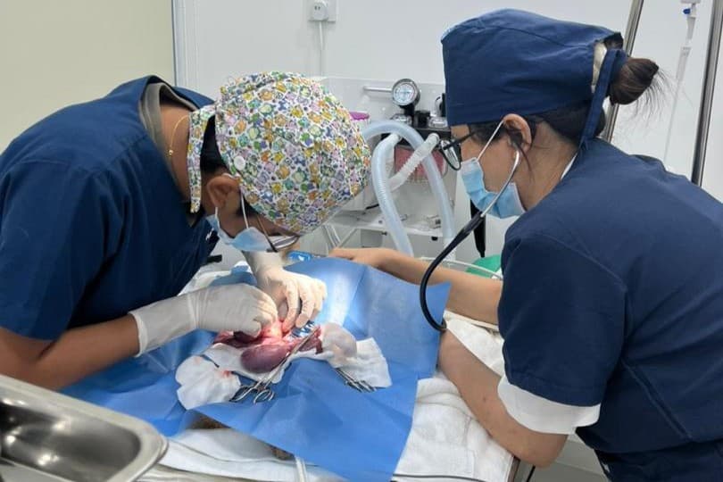 General Soft Tissue Surgery